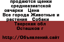 продаются щенки среднеазиатской овчарки › Цена ­ 30 000 - Все города Животные и растения » Собаки   . Тверская обл.,Осташков г.